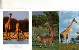 3 Giraffe Postcard - 3 Giraffe - Girafes