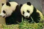 Animaux - Giant Panda - Pekin Zoo - Bears