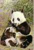 Animaux - Giant Panda - Pekin Zoo - Orsi