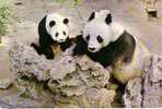 Animaux - Giant Panda - Pekin Zoo - Osos