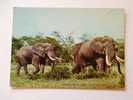 Elephant   -cca 1960-70´s  F  D32832 - Elefantes