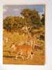 Giraffe   -cca 1960-70´s  VF  D32833 - Jirafas