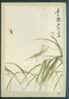 Insect - Insecte - Locust & Gadbee, Painted By QI Baishi, China's Old Postcard - Insectos