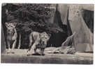 Museum National D'histoire Naturelle PARC ZOOLOGIQUE Du Bois De Vincennes Paris N°153 - Lion Et Lionnes Sur Leur Plateau - Lions