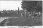 Carte Postale  92.  Chaville   Vaches En Paturage Sur L'étang De Brisemiche Rue Trés Beau Plan - Chaville