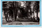 ARDRES -- Avenue Des Tilleuls - 1956 - Ardres