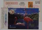 James Flamingo Bird,China 2000 Fujian Protect Rare & Sparsity Animal Advertising Pre-stamped Card - Flamencos