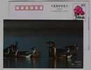 #7,Swan Goose Bird,larege Waterfowl Intering In Lake & River,China 1999 Poyanghu Lake Landscape Pre-stamped Card - Oies