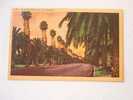 Palm Drive  -California   PU 1950 -   F  D34259 - Los Angeles