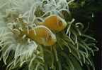 CPSM.  AMPHIPRION PERIDERAION BLEEKER. AMPHIRION A COLLER. MUSEE ZOO..NANCY. - Fish & Shellfish