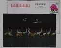 #11,Siberian White Crane Bird Inhabiting And Feeding,China 99 Poyanghu Lake Landscape Pre-stamped Card - Kranichvögel