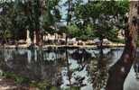 78 LE VESINET Le Lac Et Le Pavillon Des Ibis - Le Vésinet