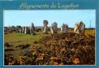 237 CAMARET - Les Alignements De LAGATJAR - 143 MENHIRS - FINISTERE - 29 - Camaret-sur-Mer