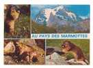 ANIMAUX DE MONTAGNE LA MARMOTTE DES ALPES MARMOTTA - Rhône-Alpes