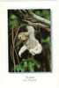 Guyane La Faune  Paresseux "Bradypus Tridactylus" Carte Glacée Circulé Sous Enveloppe TBE - Autres & Non Classés