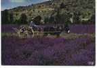 Reflets De Provence. Au Pays De La Lavande. La Campagne Provençale En Pleine Floraison. Attelage: Charrette Et Mulet. - Cultures