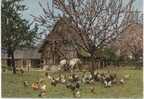 La Normandie. Réunion Matinale. Ferme Typique à Colombages. Poules Et Cheval. - Bauernhöfe