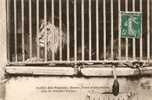Jardin Des Plantes Paris. DESTA ,  LION D' ABYSSINIE  (Don Du Président Carnot) - Lions