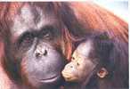 SINGE / ORANG OUTAN / MONKEY / AFFE - Singes