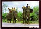 ELEPHANTS   Walking Slowly On The Road  -  NORTH THAILAND  - N° 921 - Elephants