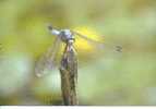 LIBELLULE / BINSENJUNGFER - Insects