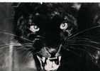 CPA       PANTHERE NOIRE       1957       PUB GENOLINE            LABO ROLAND MARIE - Tiger