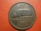 2672 IRELAND EIRE IRLANDA  1/2 PENNY  CERDO PIG ANIMAL      AÑO / YEAR  1942 XF++ - Irlanda