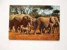 Fauna Africaine  Troupeau D'éléphants   Cca 1950-60´s      - F -   D35058 - Olifanten