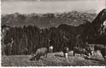 THOLLON-LES-MEMISES - (74500) -CPA -Vue Sur Les Montagnes Suisses-Rochers De Nayes Et Diablerets-Troupeau De Vaches - Thollon