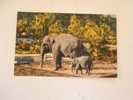 Indian Elephants   -cca 1940´s      VF   D35697 - Elefantes