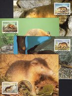 Seltenes Nagetier Dominikana 1698/1 4Maxi-Kt. 16€ WWF 126 Solenodon Paradoxus Haiti-Rüßler Maximum-cards Dominicana - Roditori