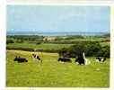 VACHE  /  ENTIER POSTAL / STATIONERY ALLEMAGNE - Farm