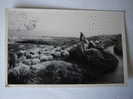 The Good Shepherd Near The Flowing Water´s . C.p.photo 14x9 - Jordanien