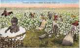 ETATS UNIS - Ref No 15- Picking Cotton -down In Sunny Dixie   -  Bon Etat - Black Americana