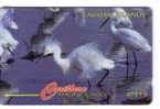 SNOWY EGRET - Egretta Thula ( Cayman Islands 13CCIC ) Heron Airone *** Bird Oiseau Birds Oiseaux Ave Pajaro Vogel Ucello - Iles Cayman