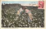 ETATS UNIS - Ref No 318- Romeo And Juliet In Cotton Field   - Bon Etat - Black Americana