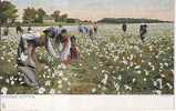 ETATS UNIS - Ref No 379- Picking Cotton   - Bon Etat - Black Americana