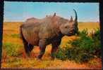 Animals,Africa,Black Rhinoceros,postcard - Rhinocéros