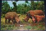 Animals,Africa,Kenya,White Rhinoceros,postcard - Rhinocéros