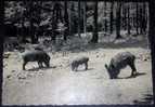 Animals,Wild Pigs,Boar,Hostellerie De Champlon,Ardennes Belges,Venison,Venery,Wood,postcard - Cochons