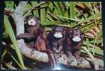 Animals,Monkeys,Tamarinus Mystax,postcard - Apen