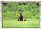 CPM D Un Ours Brun Avec Ses Petits   Grizzli - Bären