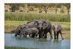 CPM D Un Troupeau D Eléphants à L Abreuvage - Elefantes