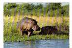 CPM D Hippopotames - Flusspferde
