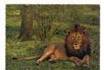 CPM D Un Lion Au Repos - Leones