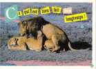 Animaux - Lions - Ce Qui Est Bien Fait Dure Longtemps ! - Lions