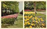 NL - ZH - "Keukenhof" - Lisse-Holland - Foto L. Blok N° 1003 (niet Gebruikt / Non Circulée) - Lisse