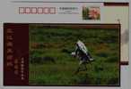 #7,Endangered Species Black-necked Crane Bird,Plateau Wetland,CN07 Longbaotan Nat'l Nature Reserve Pre-stamped Card - Grues Et Gruiformes