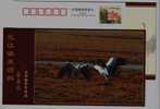 #8,Endangered Species Black-necked Crane Bird,Plateau Wetland,CN07 Longbaotan Nat'l Nature Reserve Pre-stamped Card - Kranichvögel