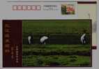 #9,Endangered Species Black-necked Crane Bird,Plateau Wetland,CN07 Longbaotan Nat'l Nature Reserve Pre-stamped Card - Grues Et Gruiformes